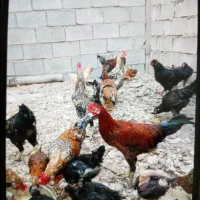 خروس محلی|حیوانات مزرعه|برازجان, |دیوار