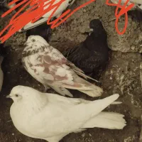 طوقی های اویناق و ساعتی معاوضه با دوبر|پرنده|ویلکیج, |دیوار