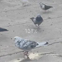 کبوتر‌پرشی|پرنده|مهربان, |دیوار