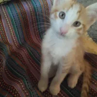 دو قلاده گربه نر|گربه|لاهیجان, شیشه گران|دیوار