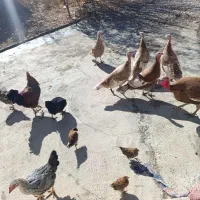 بوقلمون نر و ماده