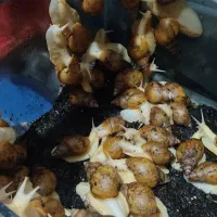 فروش حلزون آچاتینا آلبینو|خزنده|مشهد, پنجتن|دیوار