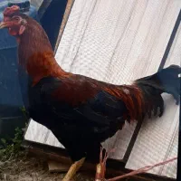 خروس دورگه اصل