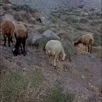 میش