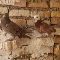اهواز کوت عبدالله درویشی خیابان ۹ فرعی۲