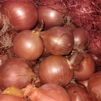 پیاز|خوردنی و آشامیدنی|روانسر, |دیوار