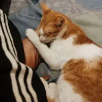 واگذاری بچه گربه