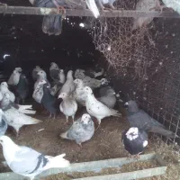 پلاکی ***|پرنده|مهریز, |دیوار