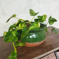 گل طبیعی|گل و گیاه طبیعی|رشت, دیانتی|دیوار