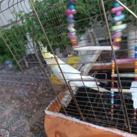 عروس هلندی لوتینیو زعفرانی ماده جوان|پرنده|کبودرآهنگ, |دیوار