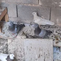 کبوتر|پرنده|شبانکاره, |دیوار