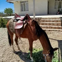 اسب  قیمت توافقی