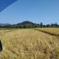 فروش زمین ۱۰۰۰ متری درلیسار تالش|فروش زمین و ملک کلنگی|لیسار, |دیوار