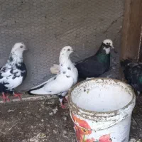 ۸عدد کبوتر یکجا