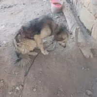 سگ.