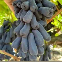 عرضه ی مستقیم انواع نهال انگور