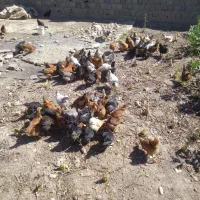 فقط و فقط جوجه خروس فروشی