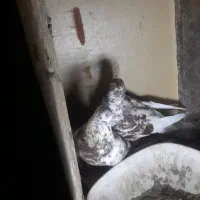 کفتر