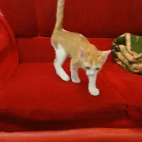 دوتاگربه مهربون