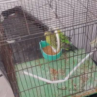 مرغ عشق مولد|پرنده|میانه, |دیوار