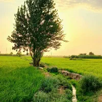 فروش گاو سمیتال  ۳ماه ابست