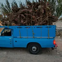 خرید درخت و ریشه با بالاترین قیمت