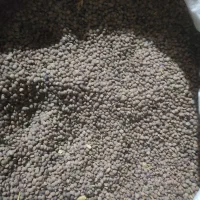 عدس ریز