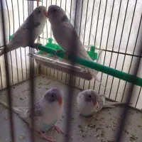 مرغ عشق جوان|پرنده|بندر ترکمن, |دیوار