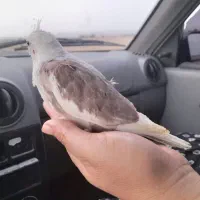 جوجه عروس هلندی آلبینودوکت قهوه ای