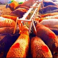 فروش گوسفند زنده دشت مغان از روستاهای قوچان|حیوانات مزرعه|تهران, خانی‌آباد|دیوار