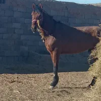 اسب سواری آرام و نجیب