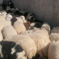 بره شیر دربافت