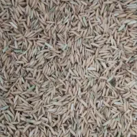 محصولات کشاورزی