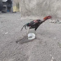 خروس لاری