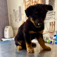 توله ژرمن شپرد