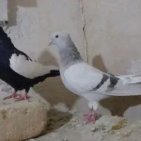 کفتر سوسنی دم سفید ماده