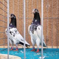 کبوتر تیدی دهنجور ۱۳تا۱۴ساعتی ضمانتی تیرماه