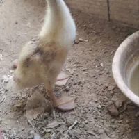 اردک