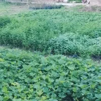 نهال تازه بادمجان و گوجه...