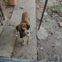 سگ ماستیف انگلیسی