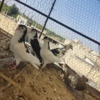 کفتر کبوتر شامی خوشرنگ افشون کاشونی ساعتی سینه ای|پرنده|اصفهان, کشاورزی|دیوار