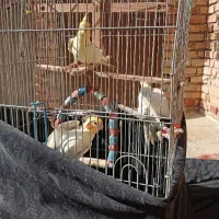 ۳تا عروس هلندی یه جفت و یه نر.همه دستی