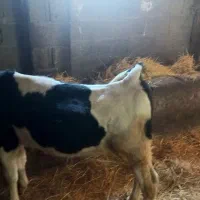 گاو و گوساله نر دورگ|حیوانات مزرعه|رشت, یخسازی|دیوار