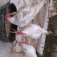 خروس|حیوانات مزرعه|خورموج, |دیوار