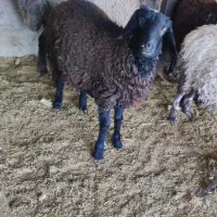 بره نر گوسفند