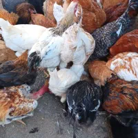 مرغ خروس فروشی