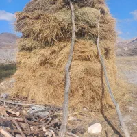 فروش علوفه|خدمات باغبانی و درختکاری|مشگین شهر, |دیوار