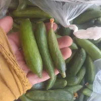 خیار خیار شوری