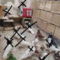کبوتر زیر قیمت