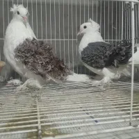 کبوتر ،،جکسون|پرنده|آمل, |دیوار